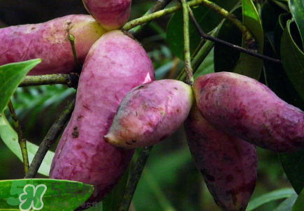 八月炸的籽可以播种吗,八月瓜的种子什么时候种