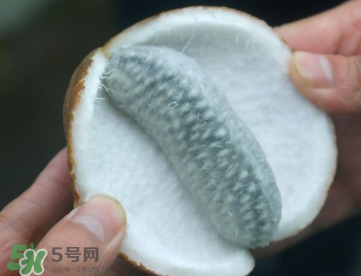 八月瓜可以补肾吗,八月瓜能补肾吗 八月瓜可以补肾吗,八月瓜能补肾吗