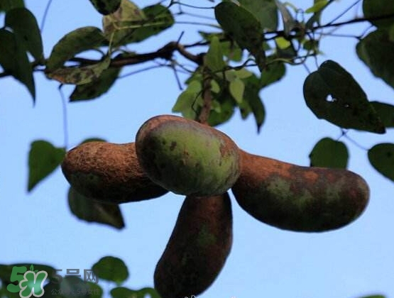 八月瓜是什么,八月瓜怎么吃? 八月瓜是什么,八月瓜怎么吃?