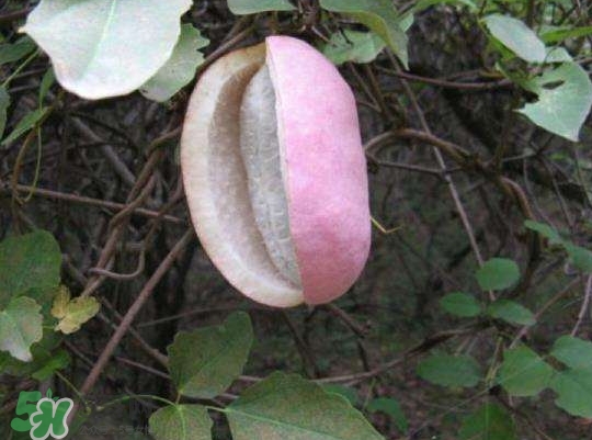 八月瓜的生长环境以及特征,八月瓜生长在什么地方