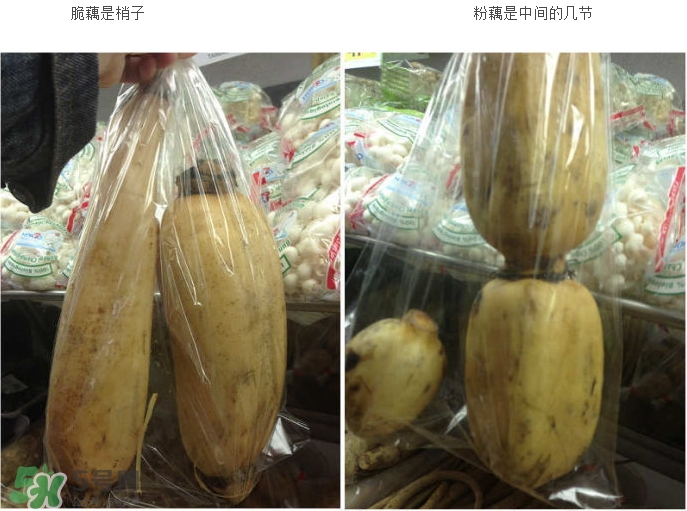 粉藕和脆藕怎么选,粉藕和脆藕怎么选图解