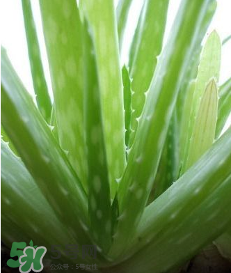 医用芦荟胶有什么区别,医用芦荟胶的作用和功效 医用芦荟胶有什么区别,医用芦荟胶的作用和功效