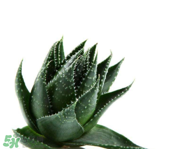 家庭芦荟如何使用方法,家里芦荟怎么利用