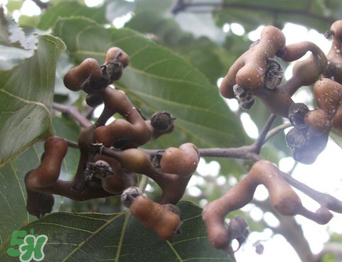 拐枣树多少年结果,拐枣树几年结果