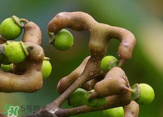 拐枣什么人不能吃,拐枣能不能吃