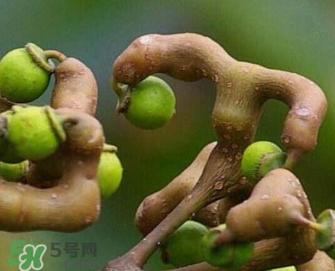 拐枣的功效和作用及食用方法,拐枣的功效和作用泡酒