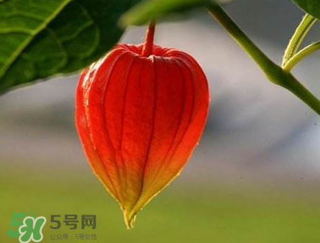 红姑娘皮泡水切记用量,常喝红姑娘皮泡水切记