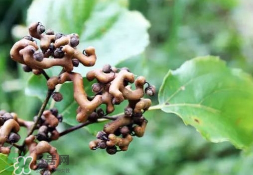 拐枣好吃吗?,拐枣好吃吗张家口塞北