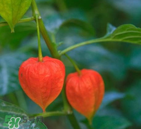 红姑娘怎么泡蜂蜜,红姑娘泡蜂蜜做法