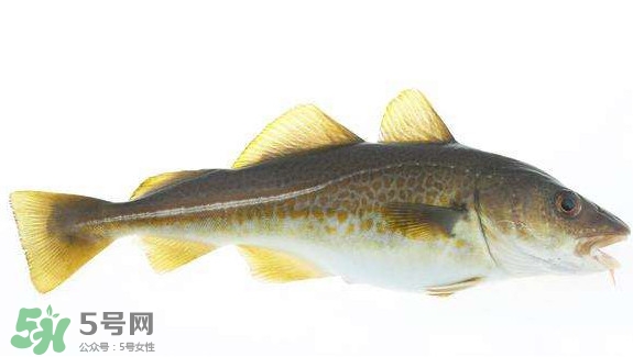 鳕鱼的价格,鳕鱼市场价