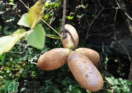 预知子是什么中药,预知子在中药里起什么作用