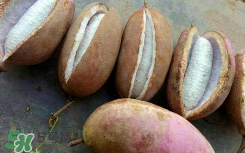 八月炸能泡酒吗,八月瓜泡酒的方法