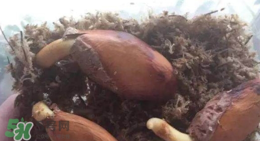 榴莲种子怎么种出盆栽,榴莲籽怎么种小盆栽也能结果吗 榴莲种子怎么种出盆栽,榴莲籽怎么种小盆栽也能结果吗