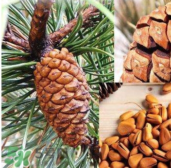 松子还是松籽?,有松籽的是什么松树