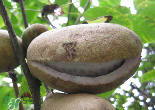 八月炸可以直接吃吗,八月炸籽能吃吗