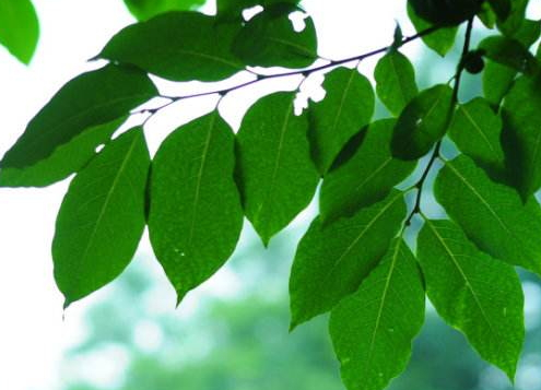 柿子叶煮水可以洗脸吗,柿子叶洗脸的功效和作用 柿子叶煮水可以洗脸吗,柿子叶洗脸的功效和作用