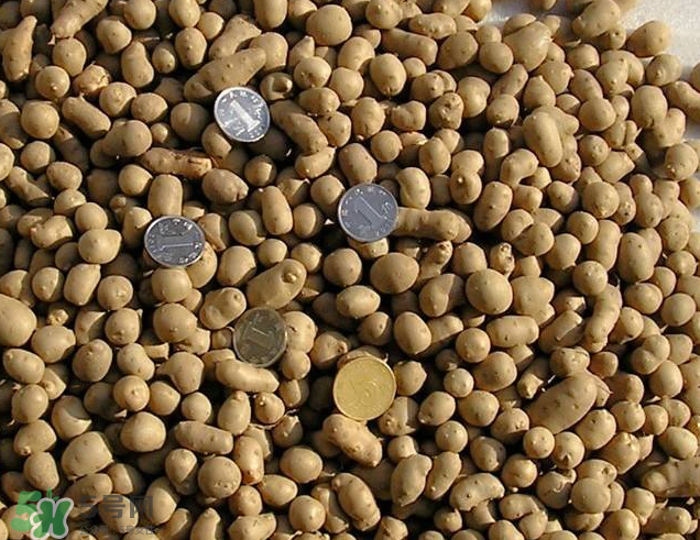 山药豆做汤做法大全,山药豆怎样做汤