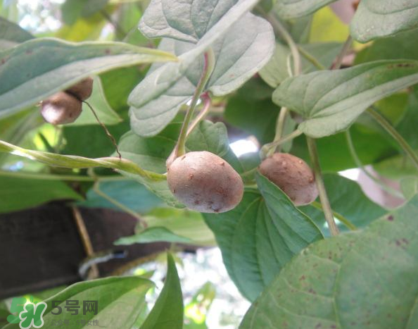 山药豆能打豆浆吗,山药和豆子打豆浆可以吗