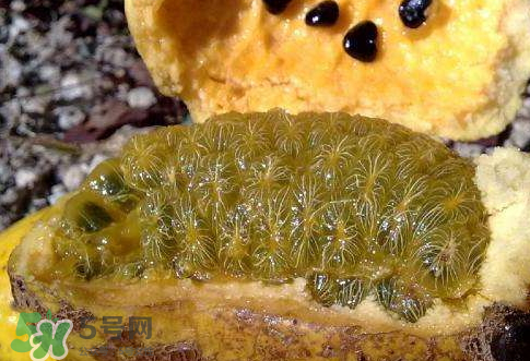 牛卵坨怎么种植,牛卵坨的种植技术