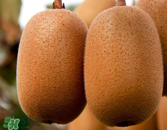 黄心猕猴桃甜吗,黄心猕猴桃甜不甜 黄心猕猴桃甜吗,黄心猕猴桃甜不甜