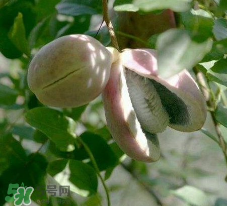 八月炸的籽怎么吃,八月炸的籽怎么吃法