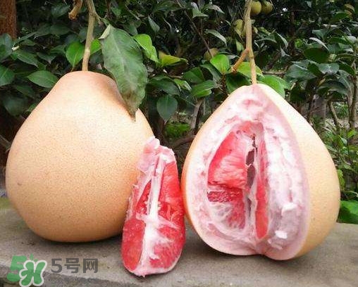 三红蜜柚和黄金蜜柚哪个好,三红柚好还是红心蜜柚好