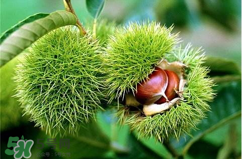 板栗壳有什么功效,栗壳的作用和功效 板栗壳有什么功效,栗壳的作用和功效
