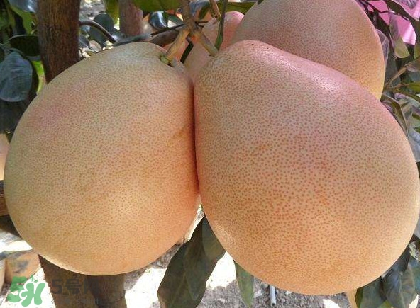 红肉蜜柚和三红蜜柚哪个好吃,红肉蜜柚和三红蜜柚的区别