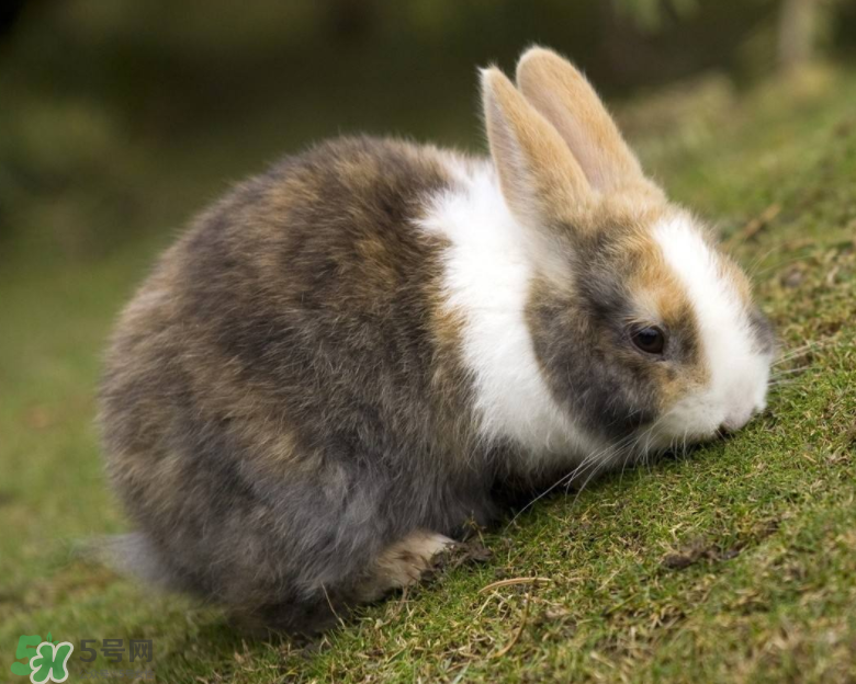 兔肉和虾能一起吃吗,兔子和虾可以一起吃吗
