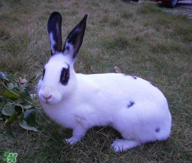 兔肉和土豆能一起吃吗,野兔肉能和土豆一起吃吗