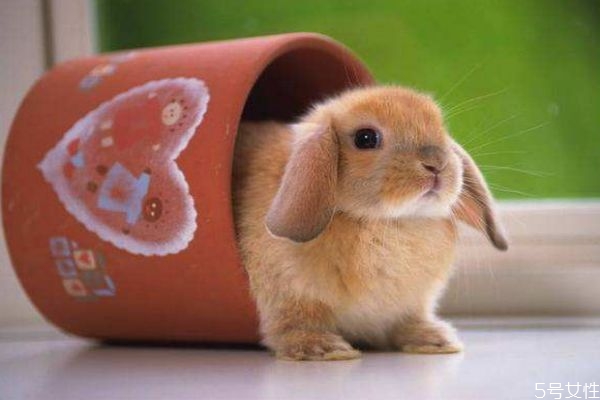 兔肉是白肉吗,兔子是白肉还是红肉