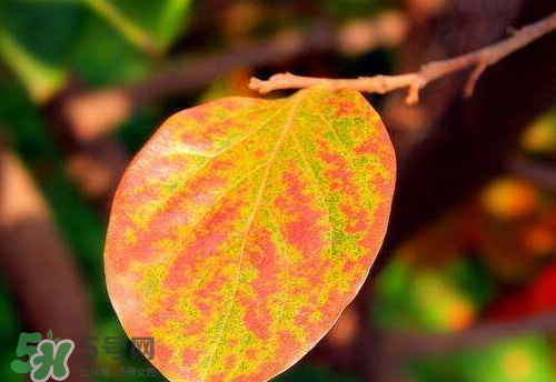 柿子叶怎么泡茶喝,柿子叶怎么泡茶喝能治糖尿病