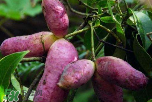 八月炸怎么催熟,八月炸什么时候成熟