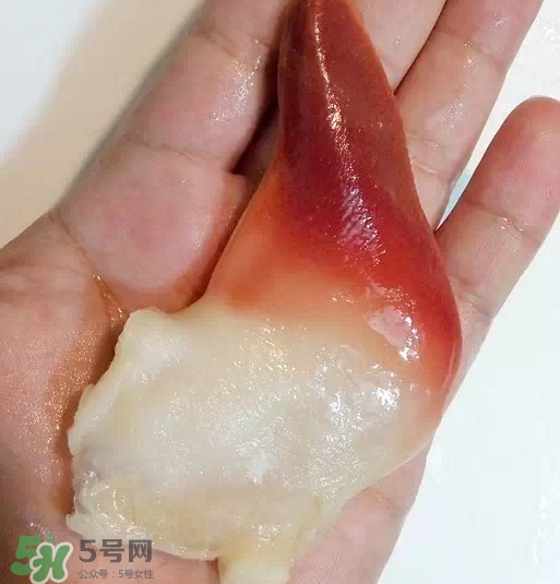 活的北极贝长什么样子,北极贝长什么样子