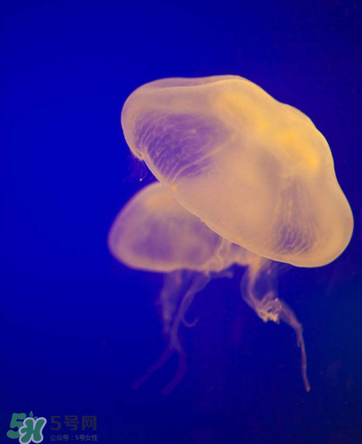 海蜇食用禁忌,吃海蜇头的禁忌 海蜇食用禁忌,吃海蜇头的禁忌