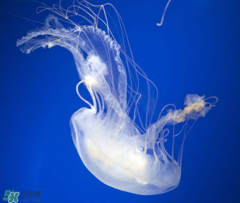 凉拌海蜇的做法视频,凉拌海蜇的做法大全