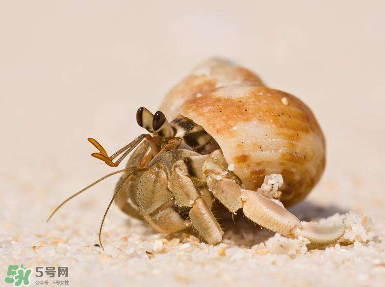 寄居蟹怎么吃哪个部位,寄居蟹怎么吃才好吃