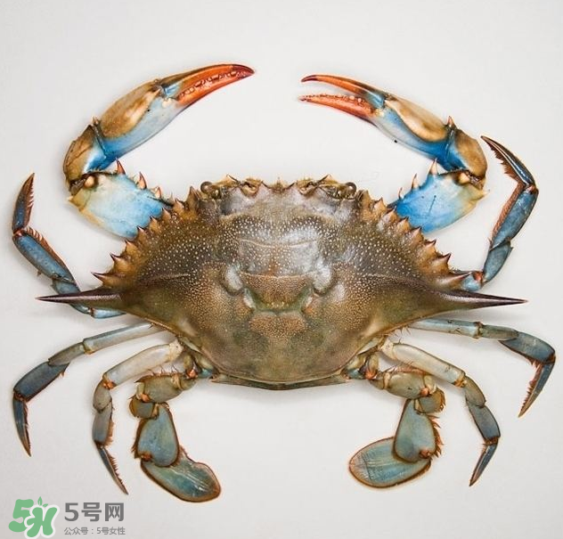 蟹膏是绿色的怎么回事,膏蟹里面的膏是绿色的