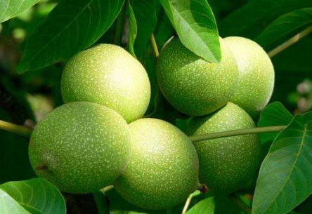 多吃核桃对孕妇的好处,核桃对孕妇的好处