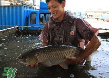 脆肉鲩只有中山能养吗,中山脆肉鲩养殖