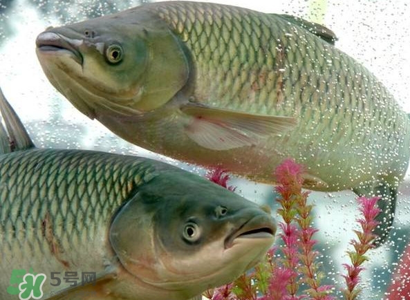 脆肉鲩跟皖鱼的区别,脆肉皖鱼是什么鱼