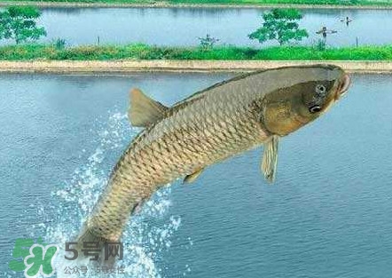 脆肉鲩什么时候上市,脆肉鲩为什么没有市场 脆肉鲩什么时候上市,脆肉鲩为什么没有市场