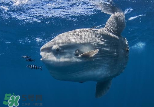 翻车鱼为什么叫翻车鱼?,翻车鱼为什么叫翻车鱼一个月还没有鬼为什么叫魔鬼鱼 翻车鱼为什么叫翻车鱼?,翻车鱼为什么叫翻车鱼一个月还没有鬼为什么叫魔鬼鱼