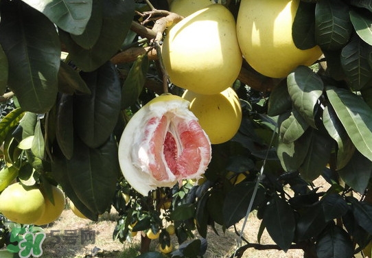 蜂蜜水可以加柚子吗,柚子水可以放蜂蜜吗 蜂蜜水可以加柚子吗,柚子水可以放蜂蜜吗