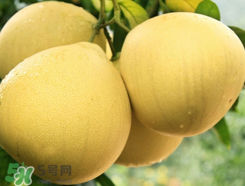 蜜柚怎么保存最好,蜜柚怎么保存时间长