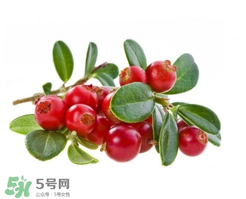 蔓越莓怎么辨别真假,蔓越莓真假对比照