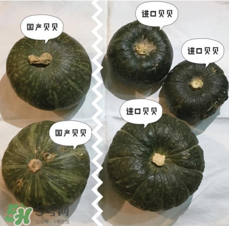 真假贝贝小南瓜,贝贝小南瓜哪里的是正宗?