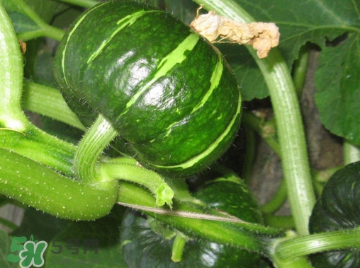 普通南瓜和贝贝小南瓜的区别,南瓜贝贝和普通南瓜的营养区别 普通南瓜和贝贝小南瓜的区别,南瓜贝贝和普通南瓜的营养区别