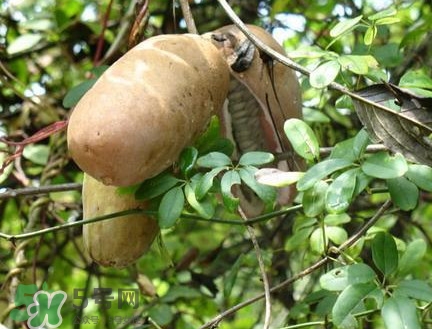 预知子和八月扎一样吗,八月札和预知子