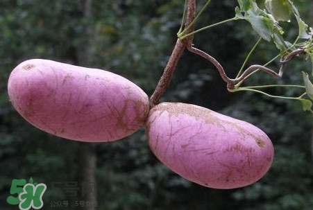 八月瓜的皮有什么功效和作用,八月瓜的皮的药用价值